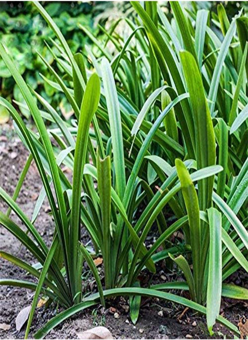 GGOOT - 30 Pcs/Pack Agapanthus Lily Flower Seeds Agapanthus Africanus Flower Seeds Home Garden Decoration - Image 1