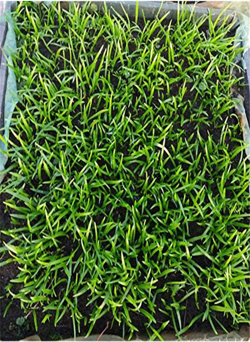 GGOOT - 30 Pcs/Pack Agapanthus Lily Flower Seeds Agapanthus Africanus Flower Seeds Home Garden Decoration - Image 1