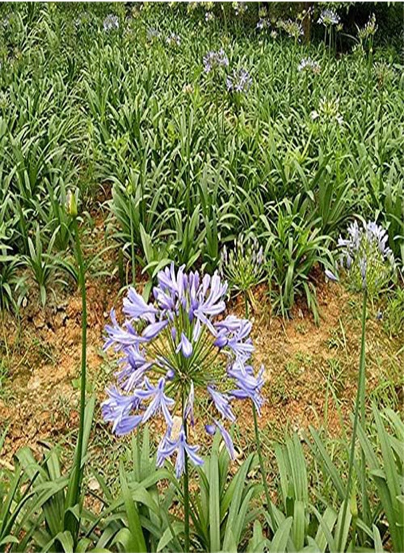 GGOOT - 30 Pcs/Pack Agapanthus Lily Flower Seeds Agapanthus Africanus Flower Seeds Home Garden Decoration - Image 1