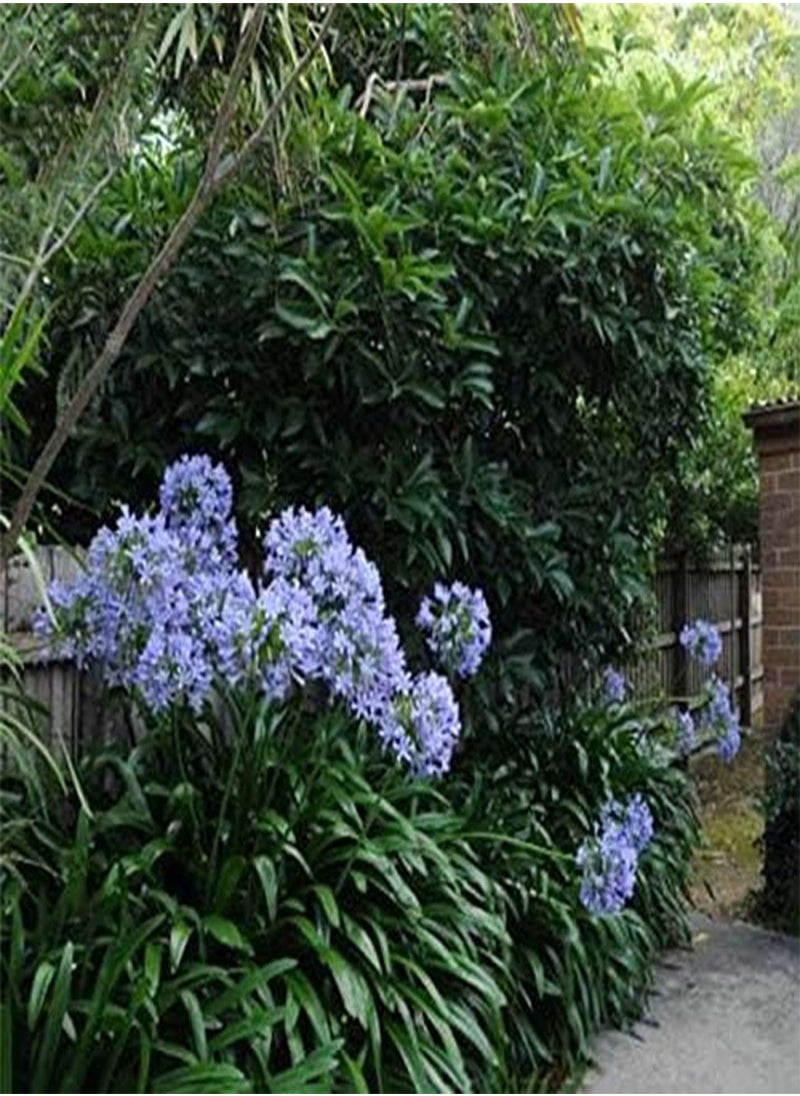 GGOOT - 30 Pcs/Pack Agapanthus Lily Flower Seeds Agapanthus Africanus Flower Seeds Home Garden Decoration - Image 1