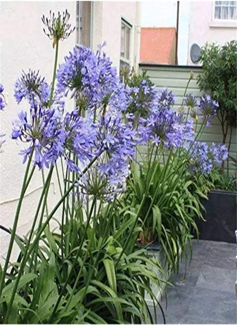 GGOOT - 30 Pcs/Pack Agapanthus Lily Flower Seeds Agapanthus Africanus Flower Seeds Home Garden Decoration - Image 1