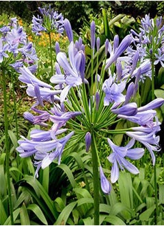 30 Pcs/Pack Agapanthus Lily Flower Seeds Agapanthus Africanus Flower Seeds Home Garden Decoration