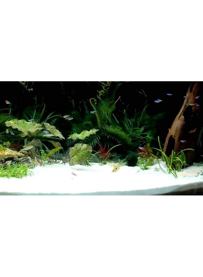 حصى بحجم السكر الطبيعي (2.5 كجم، رمل أبيض) لتزيين أحواض السمك/المنزل والحديقة/ديكور الحديقة/ركيزة أحواض السمك/الحوض الزجاجي/رمل الكوارتز - Image 4