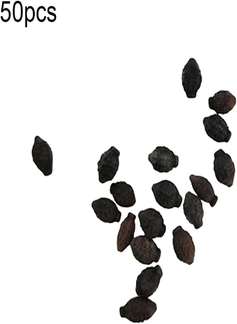 جي جوت مجموعة زراعة بذور الياسمين من 50 قطعة، للحديقة الخارجية والشرفة وشتلات زهور البونساي المزخرفة، مجموعة تنسيق الحدائق، بذور مقاس واحد - Image 2