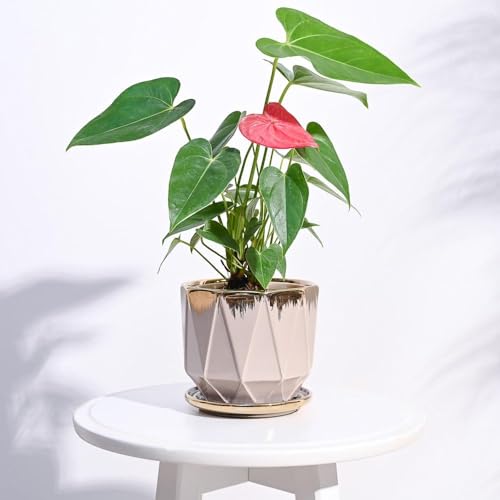 UGAOO Prism Ceramic Pot |Indoor Ceramic Planter for Home, Office, Garden, Balcony - Rose (5 Inch) - Image 1