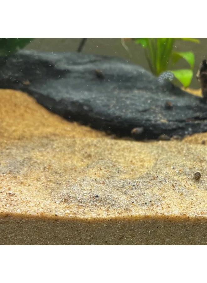 Biella 1kg Multi-Purpose Natural Sand - Ideal for Construction, Flooring, Aquariums, Plants, and DIY Projects (WHITE SAND) - Image 2