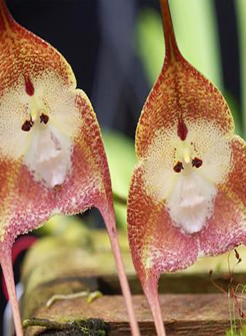 GGOOT 50Pcs Monkey Face Orchid Seeds Flourish Landscaping Compact Decoration Landscaping Fantasy Plant Seeds Garden Supplies Pink - Image 2
