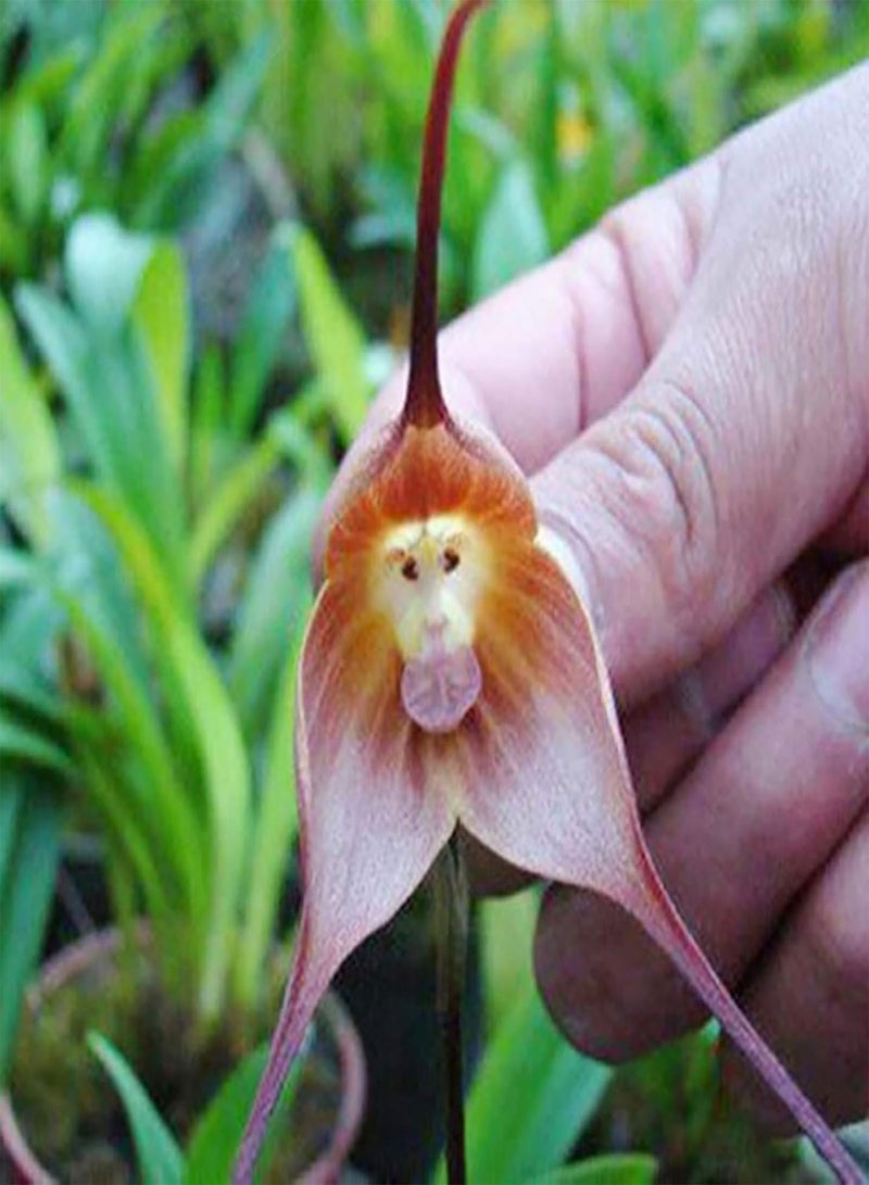 GGOOT 50Pcs Monkey Face Orchid Seeds Flourish Landscaping Compact Decoration Landscaping Fantasy Plant Seeds Garden Supplies Pink - Image 1