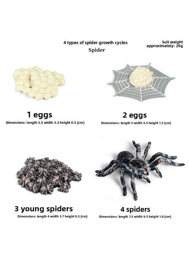 Loquat Trick Toy Simulation Spider Poisonous Spider Insect Animal Model Children's Toy Plastic Ornaments Gift-Color:2445 Spider Growth Cycle 4 Set - Image 1