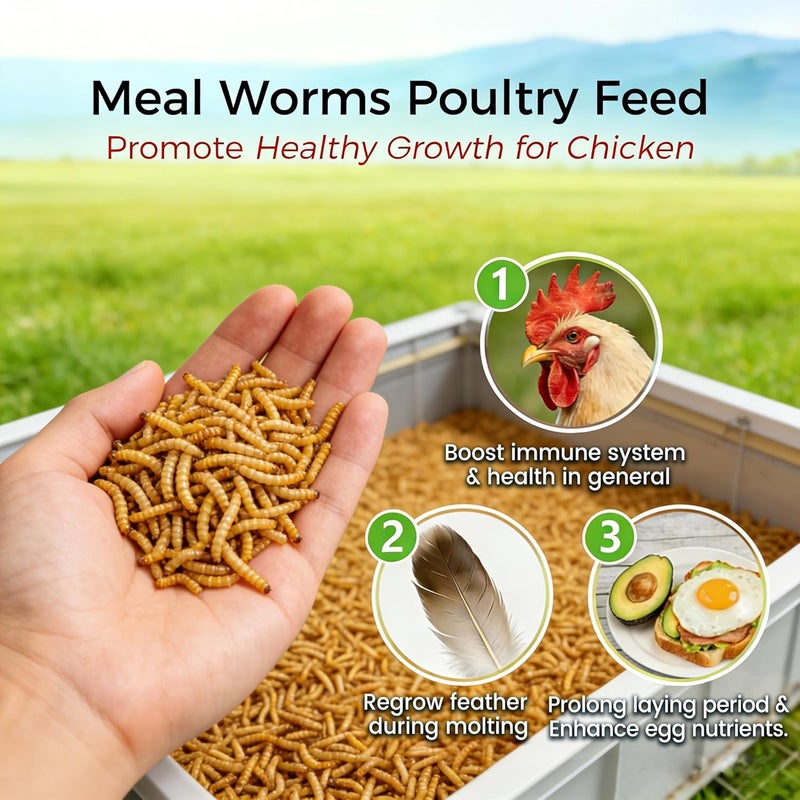 RANZ 2LBS Non-GMO Dried Mealworms for Chickens, High Protein Meal Worms, Premium Chicken Feed, Whole Large Mealworms for Blue Birds, Ducks, Fish - Image 4