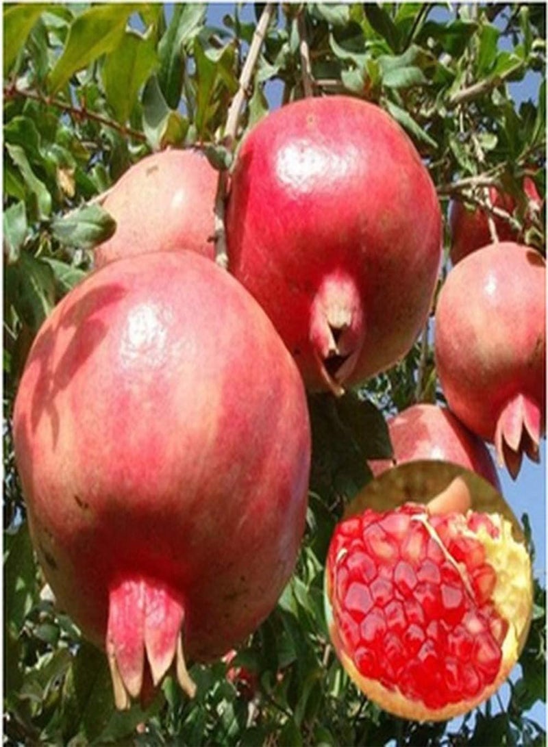 GGOOT 200pcs Pomegranate Seeds Red Pulp Ornamental Crops Special Colors and Strong Adaptability to Indoor and Outdoor Planting - Image 2