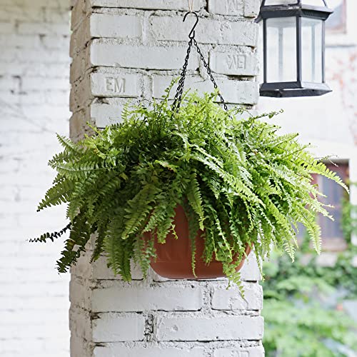 YIKUSH Hanging Planter for Indoor and Outdoor Plants 2 Pack 12 inch Flower Pot Plastic Plant Pot with Drainage Hole and Absorbing Tray（Terracotta） - Image 4