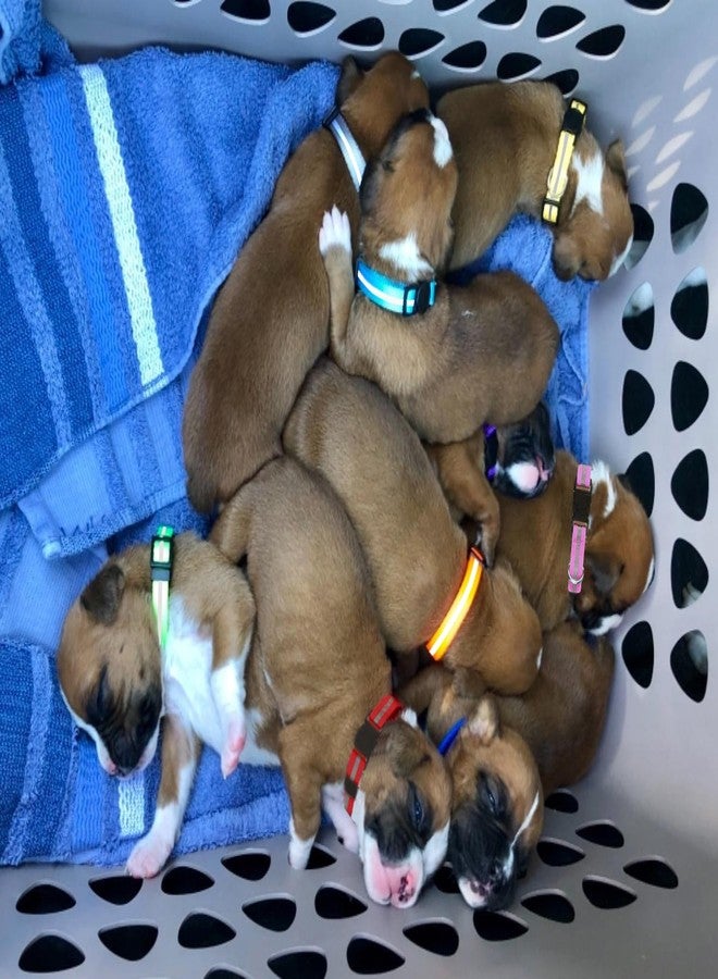 YOY 16 Pcs Waterproof Puppy Whelping ID Collars, Anti-Odor Soft PVC with Reflective Stripe Litter Collars Baby Dog ID Bands Pet Identification for Newborn Pets Cats Kitten - Image 5