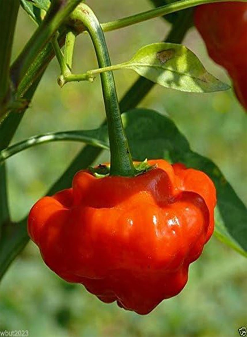 GGOOT Jamaican Red Scotch Bonnet~50 Seed-(Original Strain) Heirloom From Jamaican
