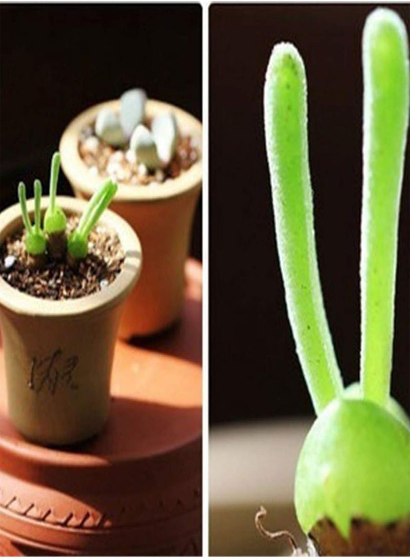 جي جوت بذور نباتات خضراء، 100 بذرة نباتات عصارية على شكل أرنب، بذور مونيلاريا أوبكونيكا للحديقة المنزلية - Image 1