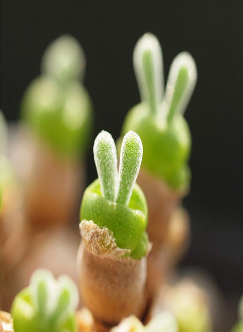 جي جوت بذور نباتات خضراء، 100 بذرة نباتات عصارية على شكل أرنب، بذور مونيلاريا أوبكونيكا للحديقة المنزلية - Image 5