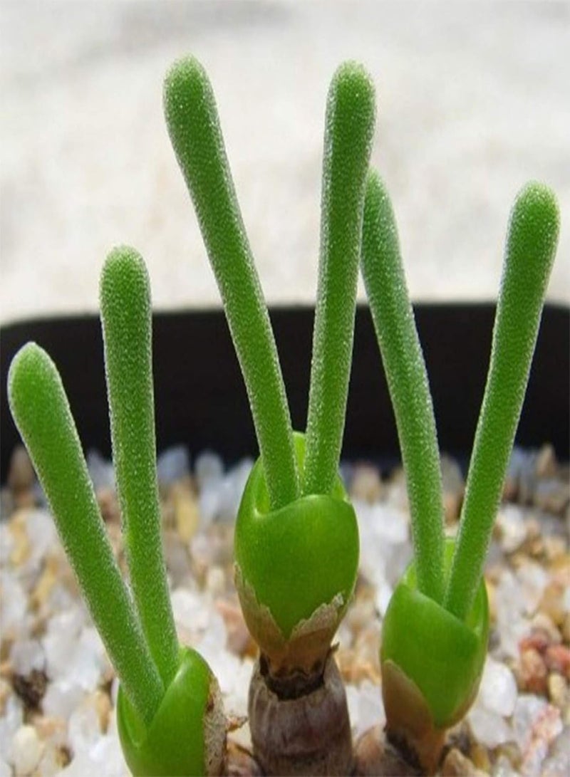 جي جوت بذور نباتات خضراء، 100 بذرة نباتات عصارية على شكل أرنب، بذور مونيلاريا أوبكونيكا للحديقة المنزلية - Image 3