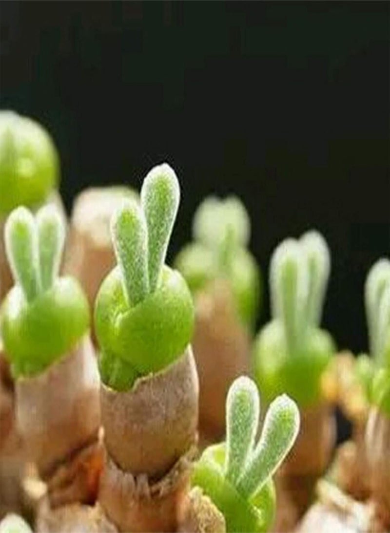 جي جوت بذور نباتات خضراء، 100 بذرة نباتات عصارية على شكل أرنب، بذور مونيلاريا أوبكونيكا للحديقة المنزلية - Image 4