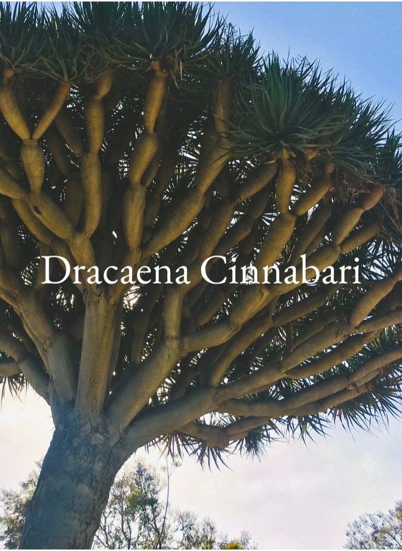 MAISON ETHERIQUE - True Dragon's Blood Resin(Dracaena Cinnabari) from Socotra - Image 1