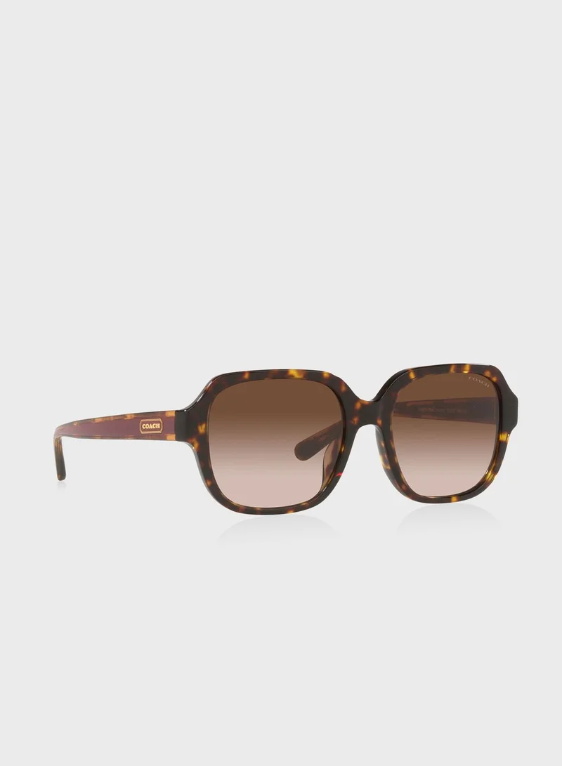 COACH  0Hc8335U Oversized Sunglasses for Women | Best Price UAE