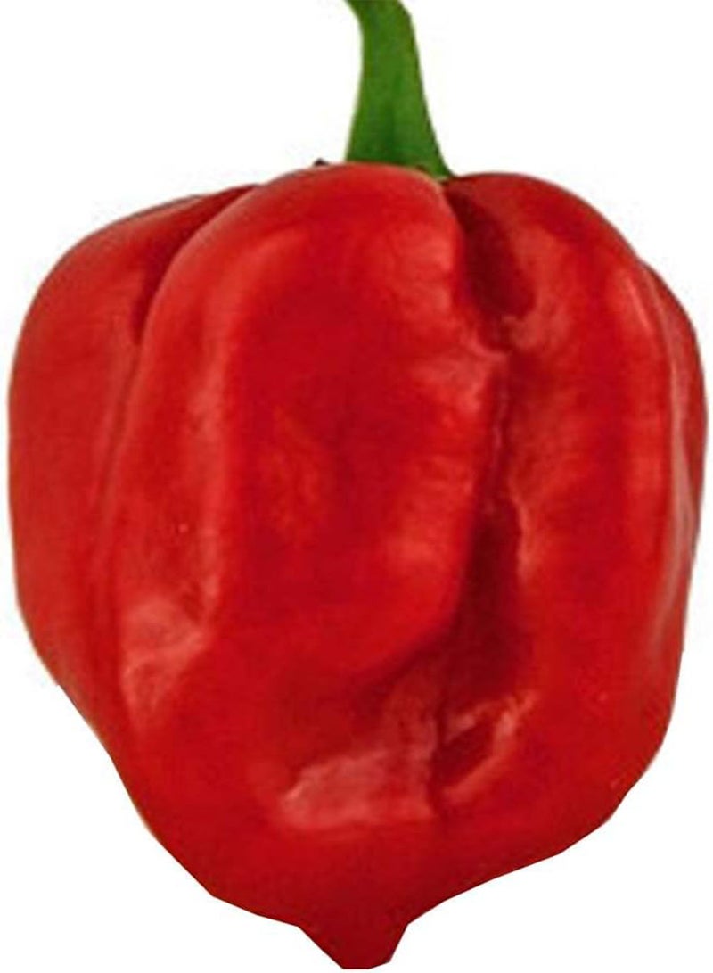 GGOOT Red Habanero Pepper - Capsicum Chinense Vegetable Seeds, Home Garden Planting by Heavy Torch, 5 Seeds - Image 2