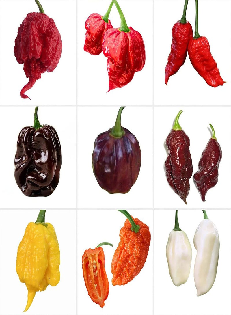 GGOOT Red Habanero Pepper - Capsicum Chinense Vegetable Seeds, Home Garden Planting by Heavy Torch, 5 Seeds - Image 1