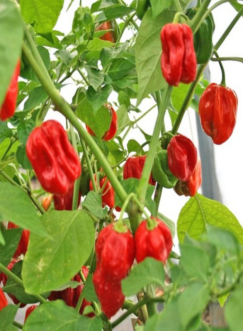 GGOOT Red Habanero Pepper - Capsicum Chinense Vegetable Seeds, Home Garden Planting by Heavy Torch, 5 Seeds - Image 4