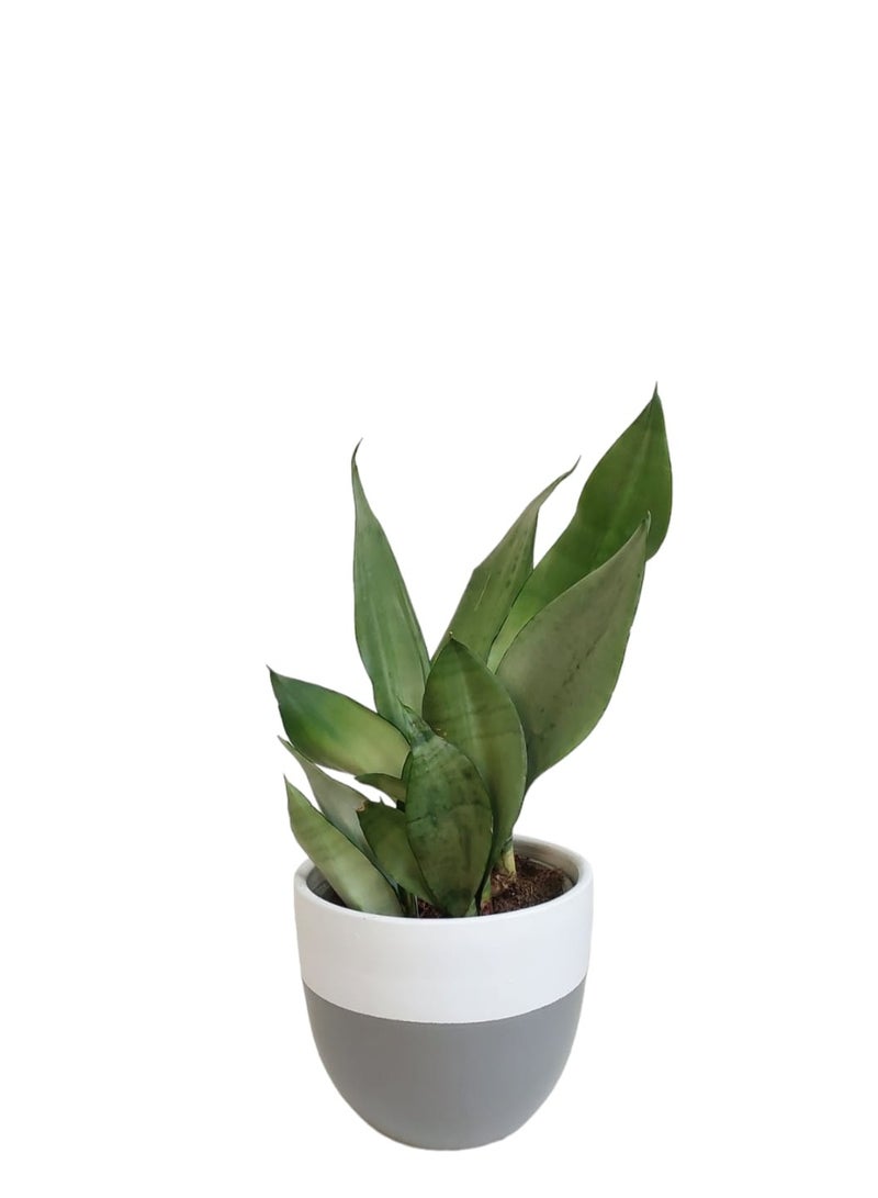 Shatla Shop Silver Sansevieria with grey & white pot 