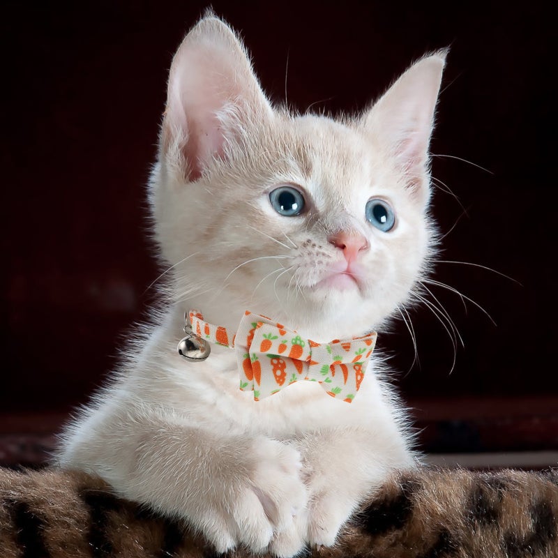🐾 طوق قط قابل للتعديل مع ربطة عنق وجرس لتزيين أنيق - Image 4