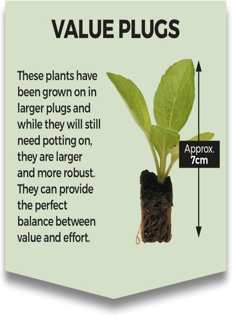 GGOOT Keep Cropping Black Kale, Veg Plants, Grow Your Own, Brassicas, Supplied As Healthy Vegetable Plants by seeds (12, Value Plug Plants)