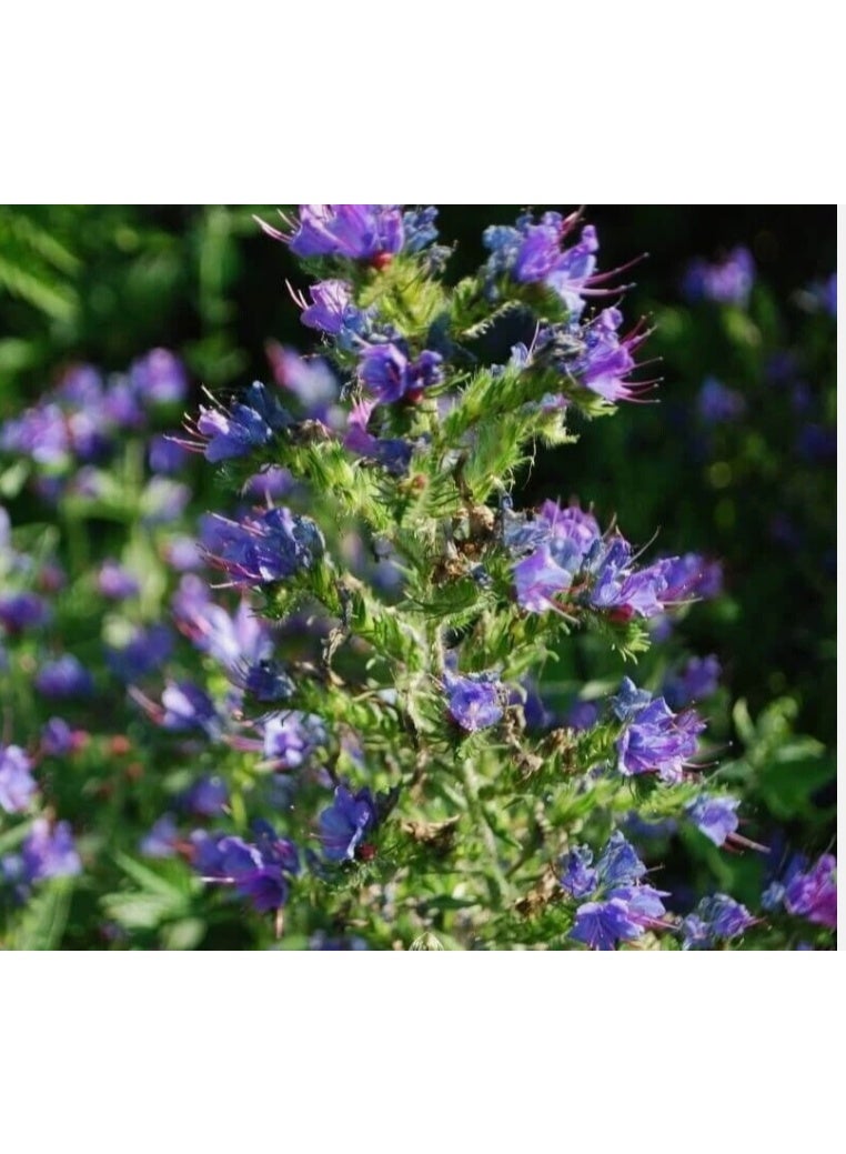 250 بذرة طازجة من لسان الثور البري (Echium Vulgare) - المعروف أيضًا باسم بذور أفعى الجنطيانا أو الحشيشة الزرقاء - Image 2