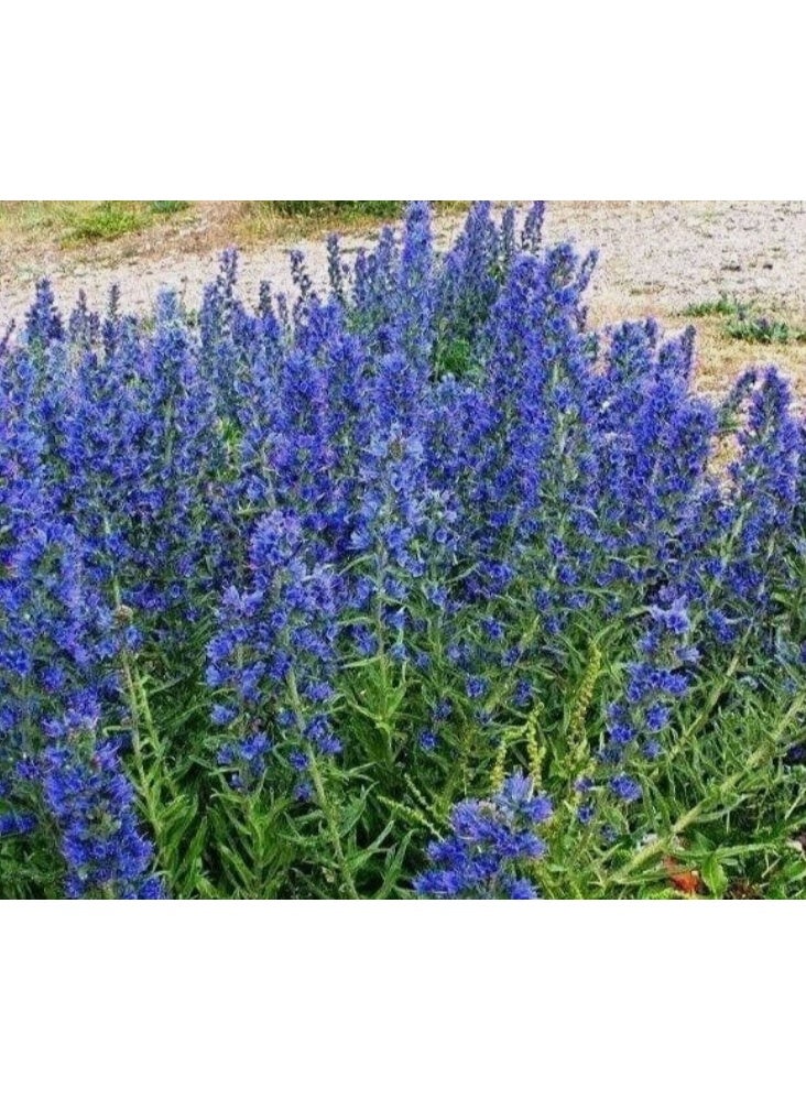250 بذرة طازجة من لسان الثور البري (Echium Vulgare) - المعروف أيضًا باسم بذور أفعى الجنطيانا أو الحشيشة الزرقاء - Image 1