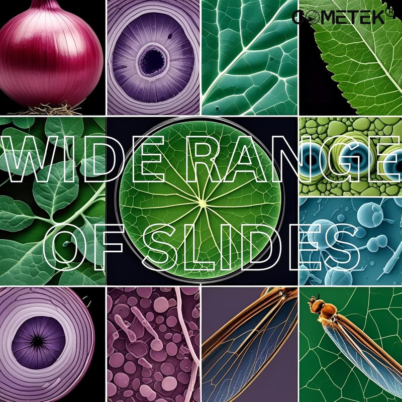 Comet مجموعة شرائح المجهر المعدة من 50 في صندوق خشبي – شرائح تعليمية في علم الأحياء، علم الحيوان وعلم الأنسجة للطلاب والمدارس - Image 4