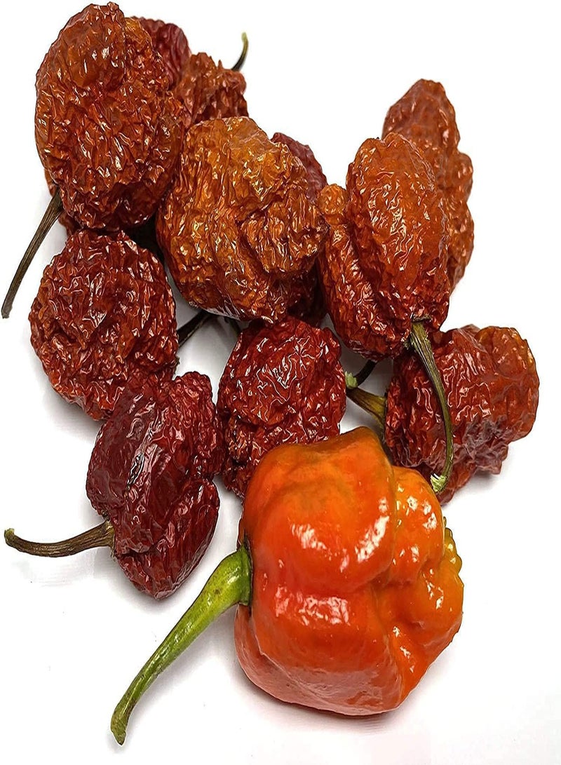 GGOOT Apocalypse  Ultra Hot  Premium Seeds 100pcs/Packet