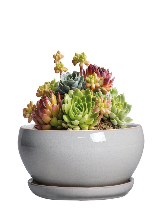 SQOWL Succulent Planters 6 Inch - Ceramic Bonsai Pots with Drainage Hole and Saucer, Shallow Planter for Indoor Plants Outdoor, Round Ceramic Pots for Plants Cactus, Room Decor, Garden Gifts, Gray - Image 1
