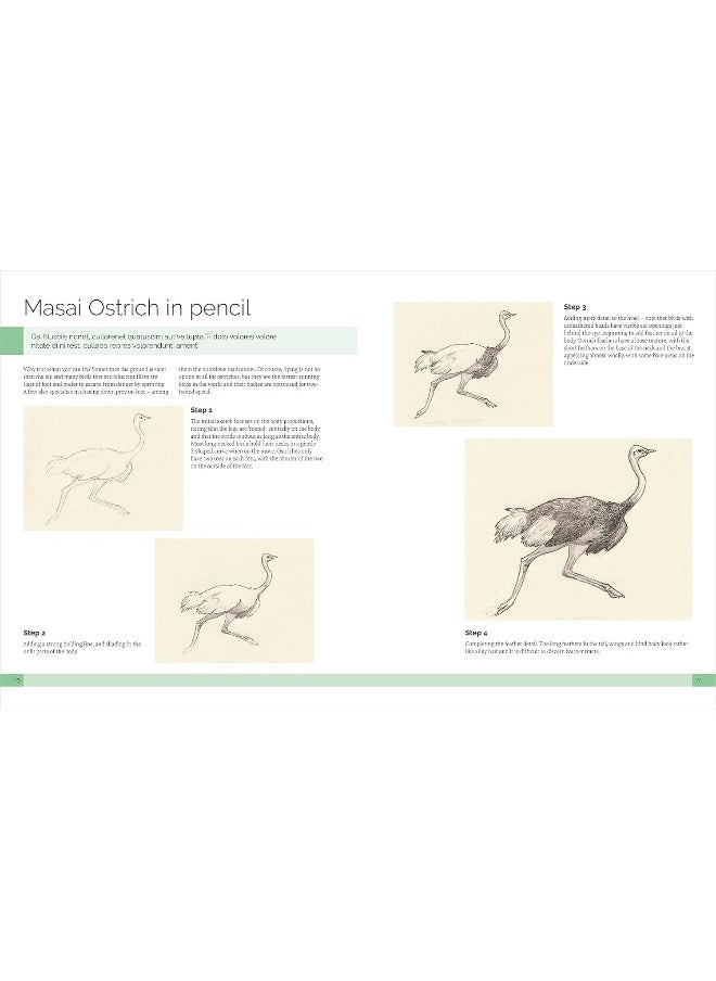 Drawing Birds: A Complete Step-by-Step Guide