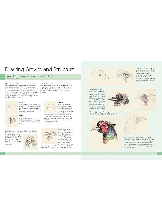 Drawing Birds: A Complete Step-by-Step Guide