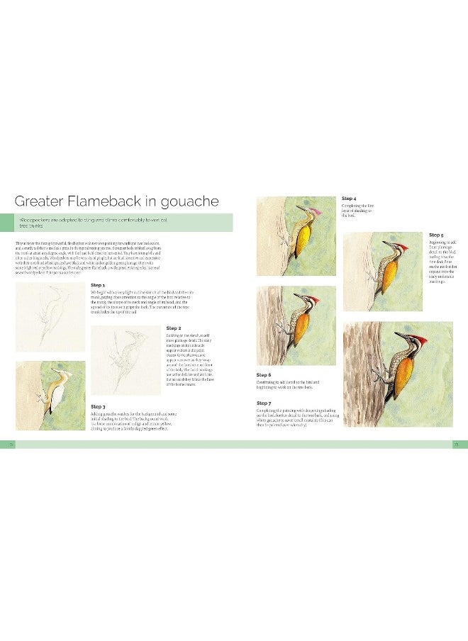 Drawing Birds: A Complete Step-by-Step Guide