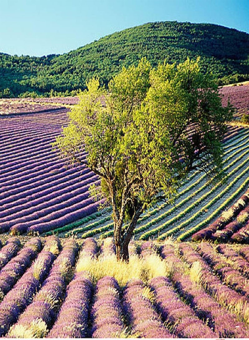 GGOOT 5Pcs Olive Seeds Perennial Trees Broad Canopy Create Vigorous Courtyard Terrace Horticultural Landscape Loved by Professionals - Image 1