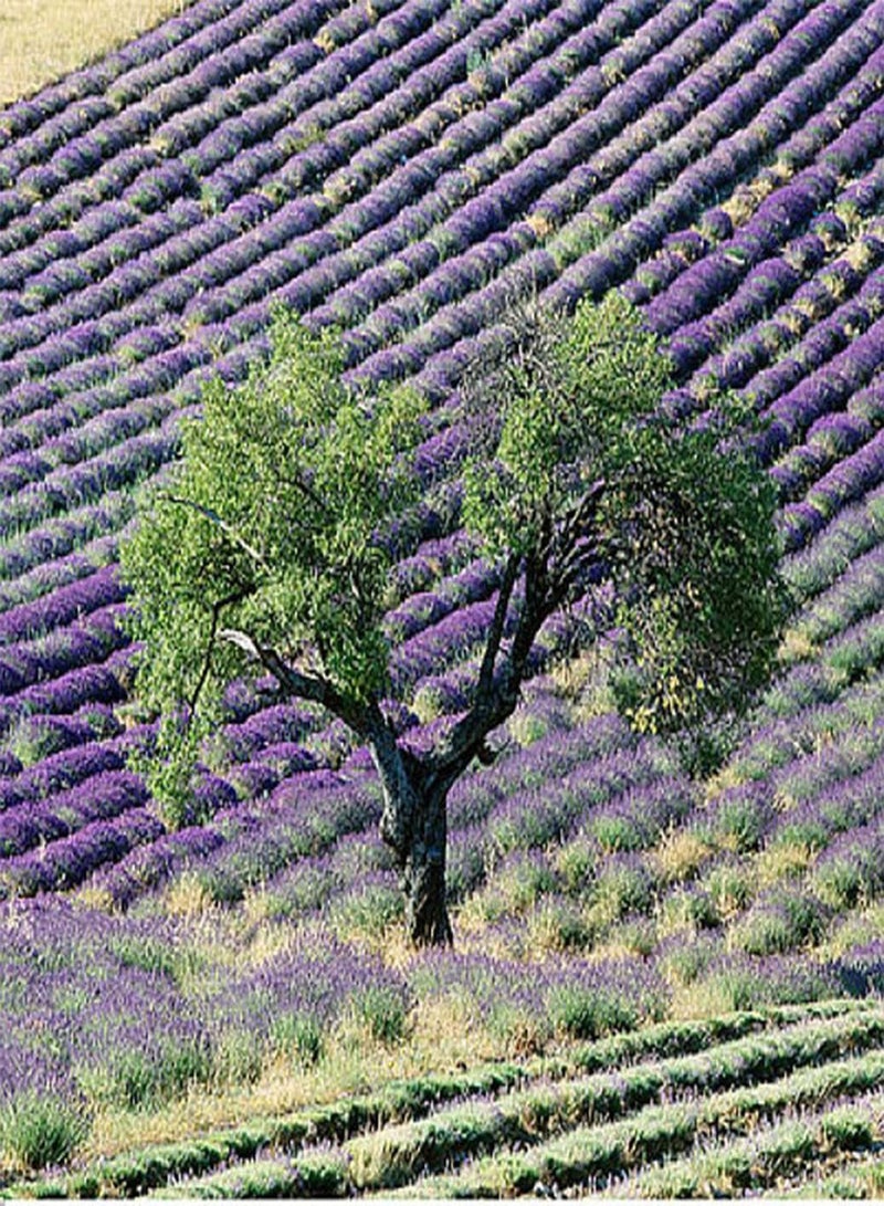 GGOOT 5Pcs Olive Seeds Perennial Trees Broad Canopy Create Vigorous Courtyard Terrace Horticultural Landscape Loved by Professionals - Image 2