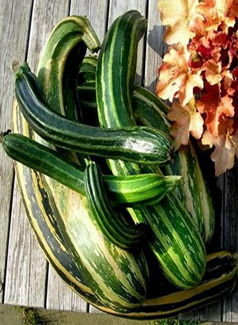 GGOOT Striato D' Italia Courgette - Cucurbita Pepo Vegetable Seeds, Also Known as Zucchini Home Garden Planting by Heavy Torch, 15 Seeds