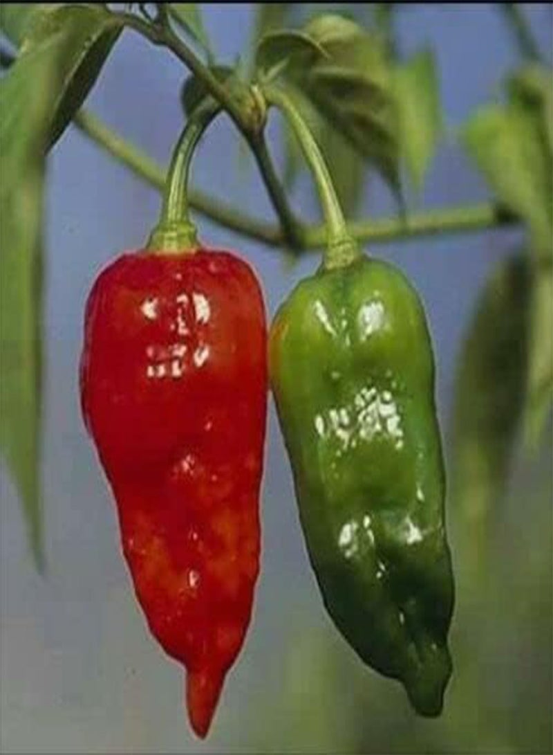 جي جوت هوت ناجا موريس، شبح بيبر بوت جولوكيا. تسليم المملكة المتحدة فقط. - Image 3