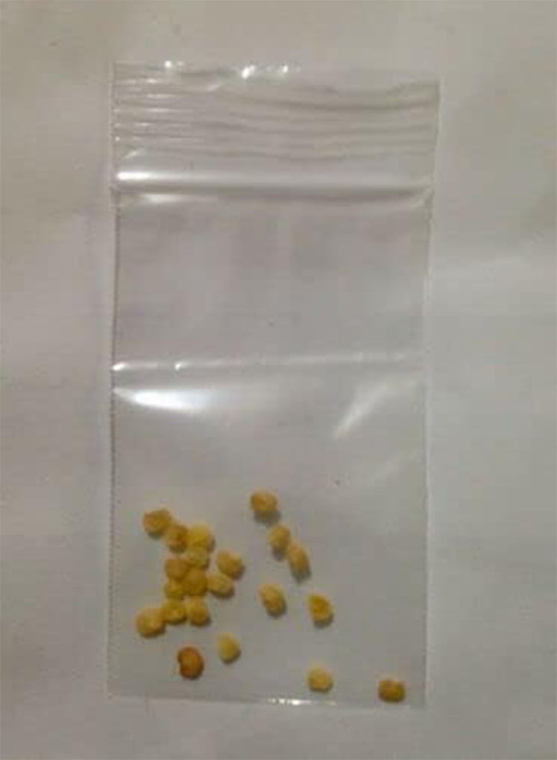 جي جوت هوت ناجا موريس، شبح بيبر بوت جولوكيا. تسليم المملكة المتحدة فقط. - Image 1