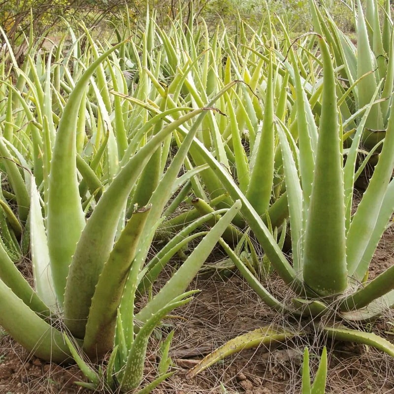 LOVELY Skin Purifying Pure Aloe Vera Gel Moisturizing Therapy for Dry Skin Body and Hair Contains Vitamin E 500 ML - Image 5