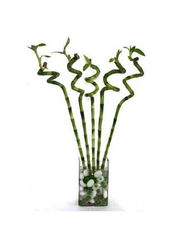 Ferns N Petals Spiral Bamboo