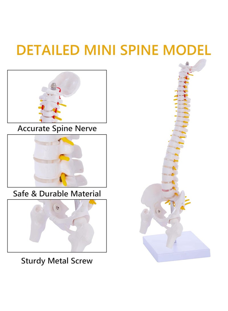 Mini Spine Anatomy Model, Flexible Miniature Human Spine Model with Spinal Disc Pelvis Model and All Nerves for Medical Learning, Instruction Teaching, Study and Display (1/2 Life Size) - Image 4