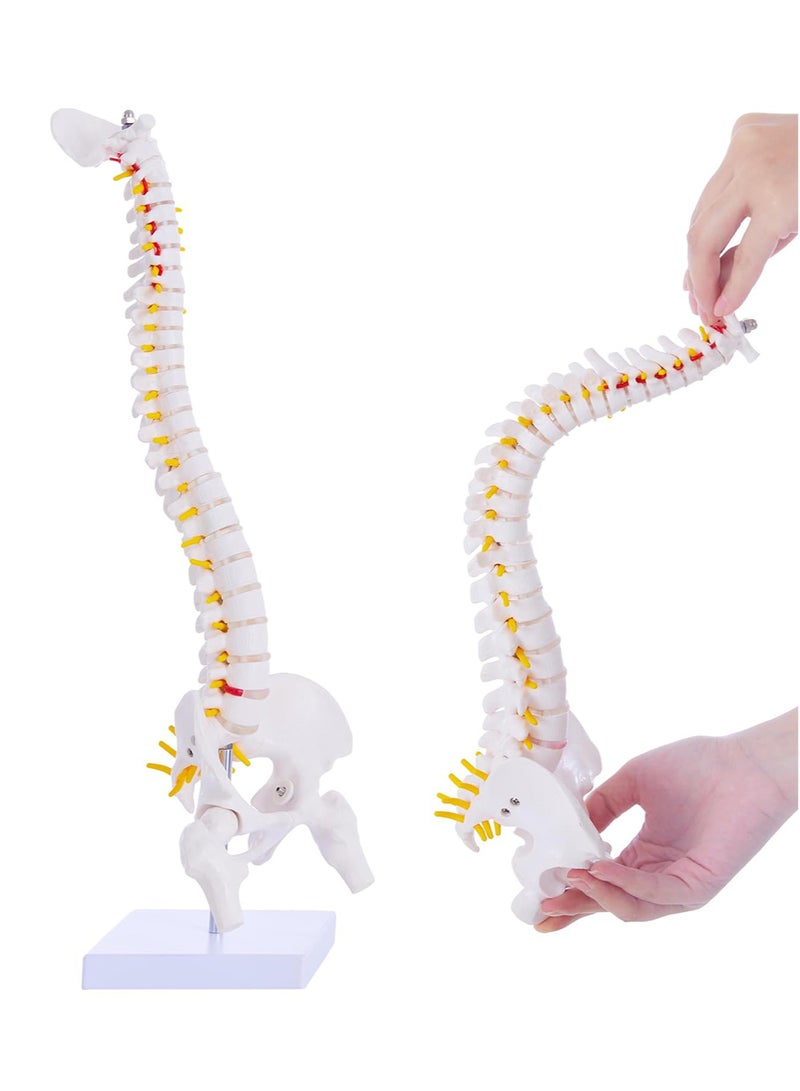 Mini Spine Anatomy Model, Flexible Miniature Human Spine Model with Spinal Disc Pelvis Model and All Nerves for Medical Learning, Instruction Teaching, Study and Display (1/2 Life Size) - Image 1