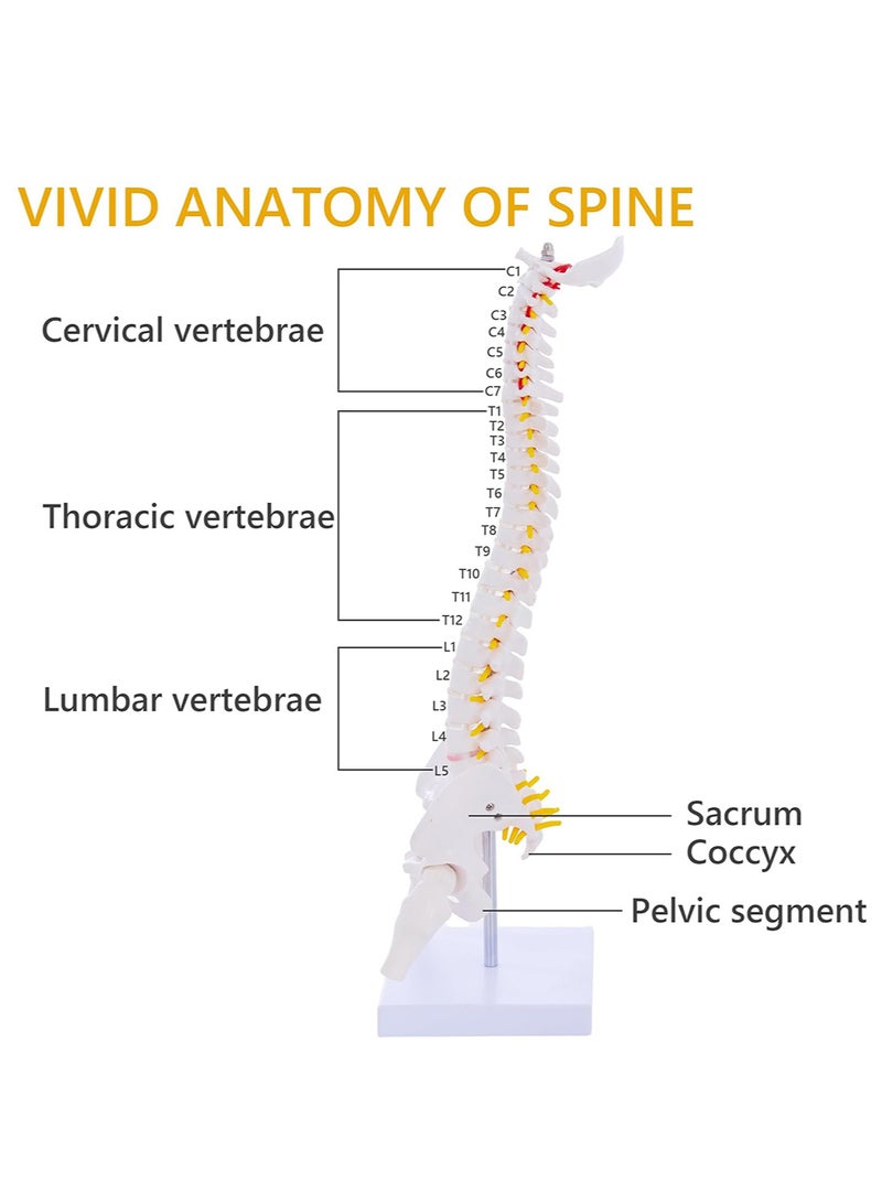 Mini Spine Anatomy Model, Flexible Miniature Human Spine Model with Spinal Disc Pelvis Model and All Nerves for Medical Learning, Instruction Teaching, Study and Display (1/2 Life Size) - Image 2
