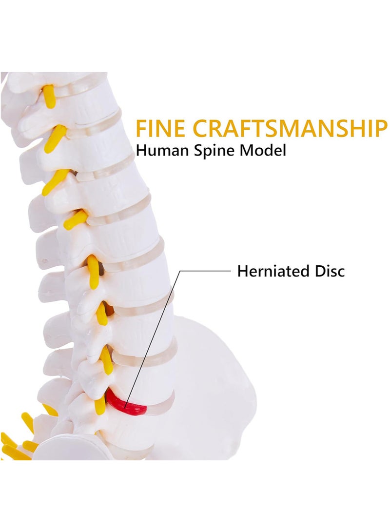 Mini Spine Anatomy Model, Flexible Miniature Human Spine Model with Spinal Disc Pelvis Model and All Nerves for Medical Learning, Instruction Teaching, Study and Display (1/2 Life Size) - Image 3