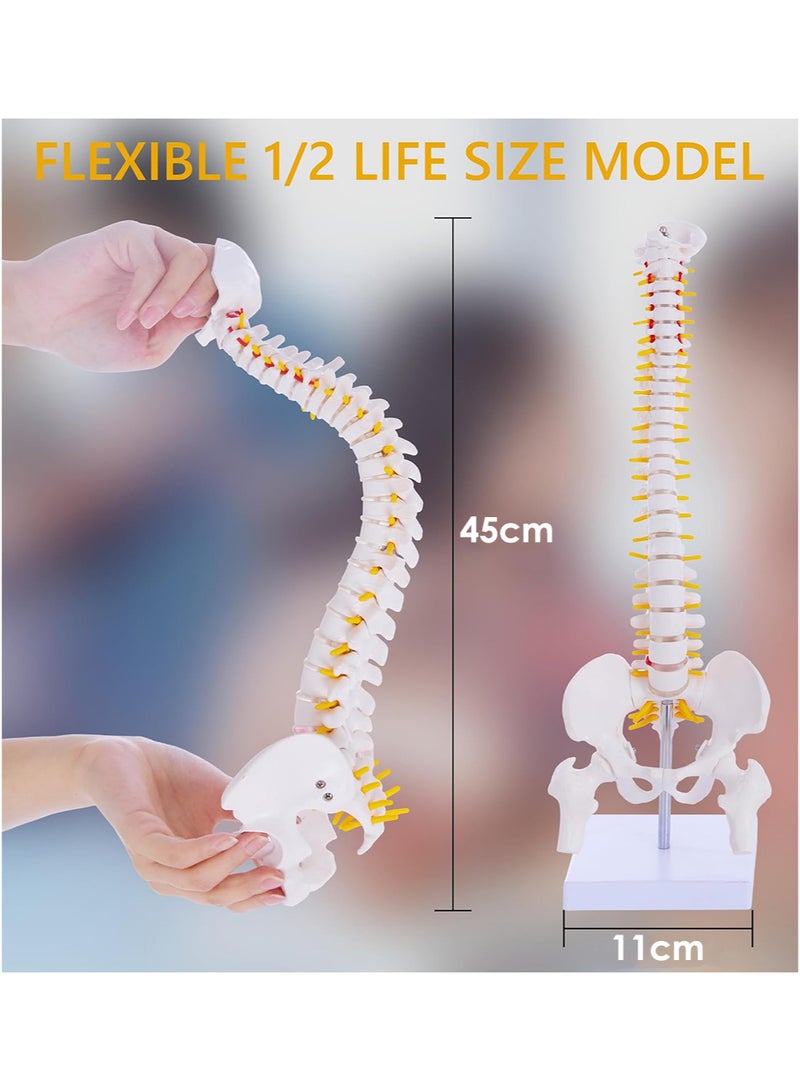 Mini Spine Anatomy Model, Flexible Miniature Human Spine Model with Spinal Disc Pelvis Model and All Nerves for Medical Learning, Instruction Teaching, Study and Display (1/2 Life Size) - Image 5